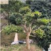 青岛数苗 造型万两树 无刺枸骨树鸿运果树金玉满堂树
