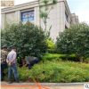 耐冬树院道路绿化茶花 庭院盆栽花卉耐寒四季常绿冬天开花植物