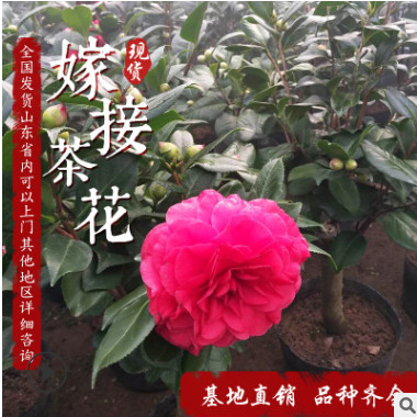 茶花树庭院小区种植 茶花树落叶灌木常绿球类 盆栽四季开花