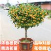 基地直销嫁接桂花树苗金桂庭院浓香型四季桂四季开花盆栽花卉室外