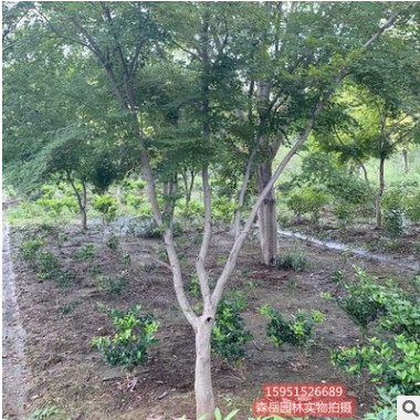 基地直销正宗七叶树苗小苗庭院工程绿化苗木行道园林风景树用苗
