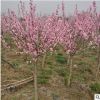 美人梅 园林种植批发供应红梅庭院种植腊梅规格全齐 量大优惠
