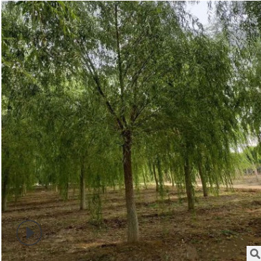 基地直销绿化树 垂柳树 苗工程用苗量大优惠 园林景观批发