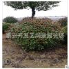 出售冠幅一米红叶石楠球 100CM红叶石楠球价格 工程绿化 量大价优