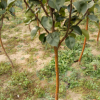 三公分梨树苗 占地大规格果树苗 基地供应 现挖现卖 量大优惠