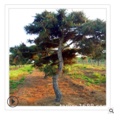 常年供应造型景松 30公分盆景树价格 1.5米2米3米4米5米景松价格