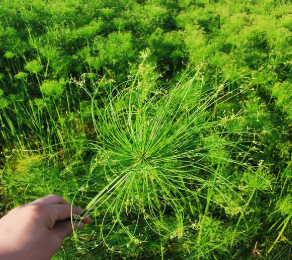 基地大量供应 水生植物基地 批发 旱伞草 出售大量各种水生植物