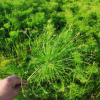 基地大量供应 水生植物基地 批发 旱伞草 出售大量各种水生植物