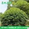 海桐球销售优质的海桐苗四季常青气味芳香驱蚊虫海桐球园林工程