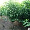 基地直发 5公分红叶碧桃树苗可进行指导种植 红叶碧桃小苗