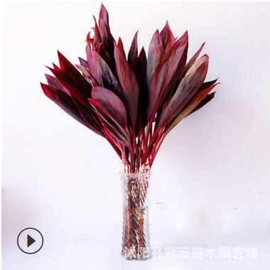 批发红叶富贵竹 红竹焦大叶竹红竹鸿运竹盆栽植物 室内水培植物图2
