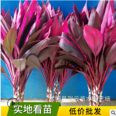 批发红叶富贵竹 红竹焦大叶竹红竹鸿运竹盆栽植物 室内水培植物图1