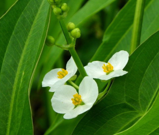 水生植物慈姑苗 河边池塘观赏花卉 四季常青庭院种植净化慈姑苗