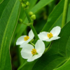 水生植物慈姑苗 河边池塘观赏花卉 四季常青庭院种植净化慈姑苗