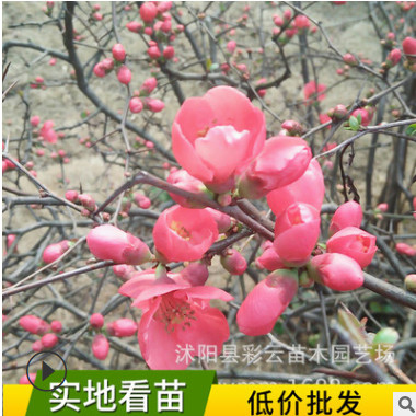 苗圃直销铁杆海棠 园林色块绿化 庭院风景 贴梗海棠 庭院盆栽花