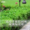 小叶黄杨苗瓜子黄杨苗法国冬青苗冬青苗金边黄杨庭院绿篱树苗