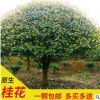 浓香型桂花树苗大型金桂丹桂四季桂原生地载庭院室外桂花树大树