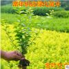四季常青金叶女贞树苗金森女贞苗小叶女贞苗庭院绿篱绿化工程苗