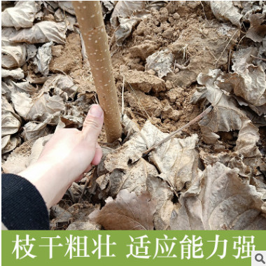 白杨树苗 白杨树 杨树苗 107速生杨树苗 植树造林 白杨苗包邮