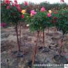 树状月季基地直销大花爬墙批发欧月树形品种树桩当年开花庭院盆栽