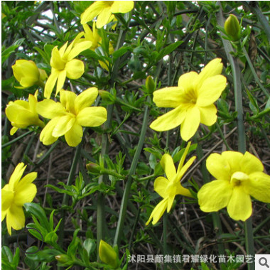 迎春花苗基地直销苗圃量大一手价云南黄素馨园林绿化工程耐旱寒易