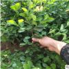 泰安直立扶芳藤 胶东卫矛 小叶扶芳藤 攀爬扶芳藤批发基地 冬青苗
