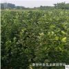 苗圃直销北海道黄杨 精品绿篱 1-1.2米北海道黄杨树苗 四季绿化苗