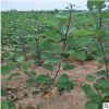 基地 销售红栌树 黄栌树价格 绿化树木 量大优惠 保质保量