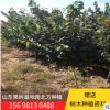 庭院绿化观赏紫荆 销售大量易成活紫荆 风景绿化紫荆树