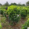 供80-150冠幅绿化工程苗金森女贞球形饱满色彩明亮批发金森女贞球