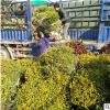绿化苗木基地80-150金冠女贞球直销金冠女贞球价格金叶女贞球批发