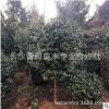 苗圃直销茶梅树，大量批发球，等几十种绿化球类.