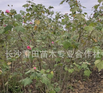 苗圃直销芙蓉花 批发芙蓉花 四季常青庭院绿化苗木价格实惠