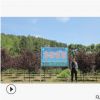 供应各种彩叶 紫叶稠李 紫叶稠李造型批发