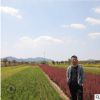 苗木基地批发小叶黄杨 质量好 小叶黄杨价格实惠现挖现卖