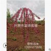 基地批发彩叶新品种垂枝海棠 垂丝海棠批发供应 花后可以观果