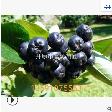 黑果腺肋花楸提取物 批发【黑果花楸】 大量供应