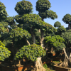 3米高度提根榕树盆景，造型桩头榕树，造型树桩榕树，小叶榕树
