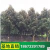 湖南广玉兰 常绿乔木 基地供应 行道树 绿化工程苗木采购