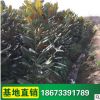 风景树 广玉兰树苗 园林工程采购 绿化玉兰苗批发 基地供应