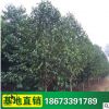 竹柏树 公路公园观赏 竹柏绿化苗木 苗农种植批发 基地供应