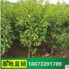 乐昌含笑树苗批发 大量工程绿化苗木供应 树形优美 绿化乔木