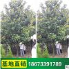 【广玉兰】批发玉兰花苗 庭院种植 工程绿化树苗批发规格齐全