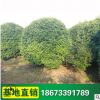 丛生桂花树苗 绿化苗湖南桂花树 庭院小区桂花苗 绿化苗木
