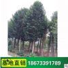 苗圃供应 高品质 常绿性乐昌含笑乔木 各种绿化苗树木 批发