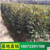广玉兰树苗 湖南苗木基地 批发供应广玉兰 绿化工程苗 批发