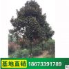 广玉兰苗供应 绿化苗木 行道树 别墅庭院常绿乔木 规格齐全