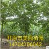 北方万亩基地 糖槭树（复叶槭）规格齐全 欢迎新老客洽谈