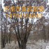 北方基地促销 丛生白桦树 单株白桦树批发 白桦树杆价格优惠