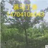供应 爆马丁香 精品丛生爆马丁香 白花丁香批发 价格优惠